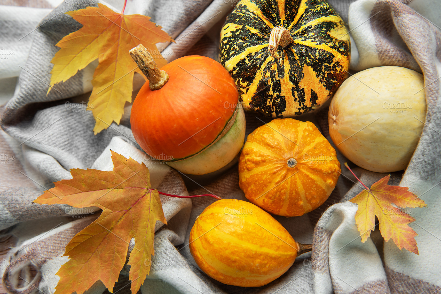 Assorted pumpkins gourds and autumn leaves on plaid blanket, a Holiday Photo by Olena Rudo