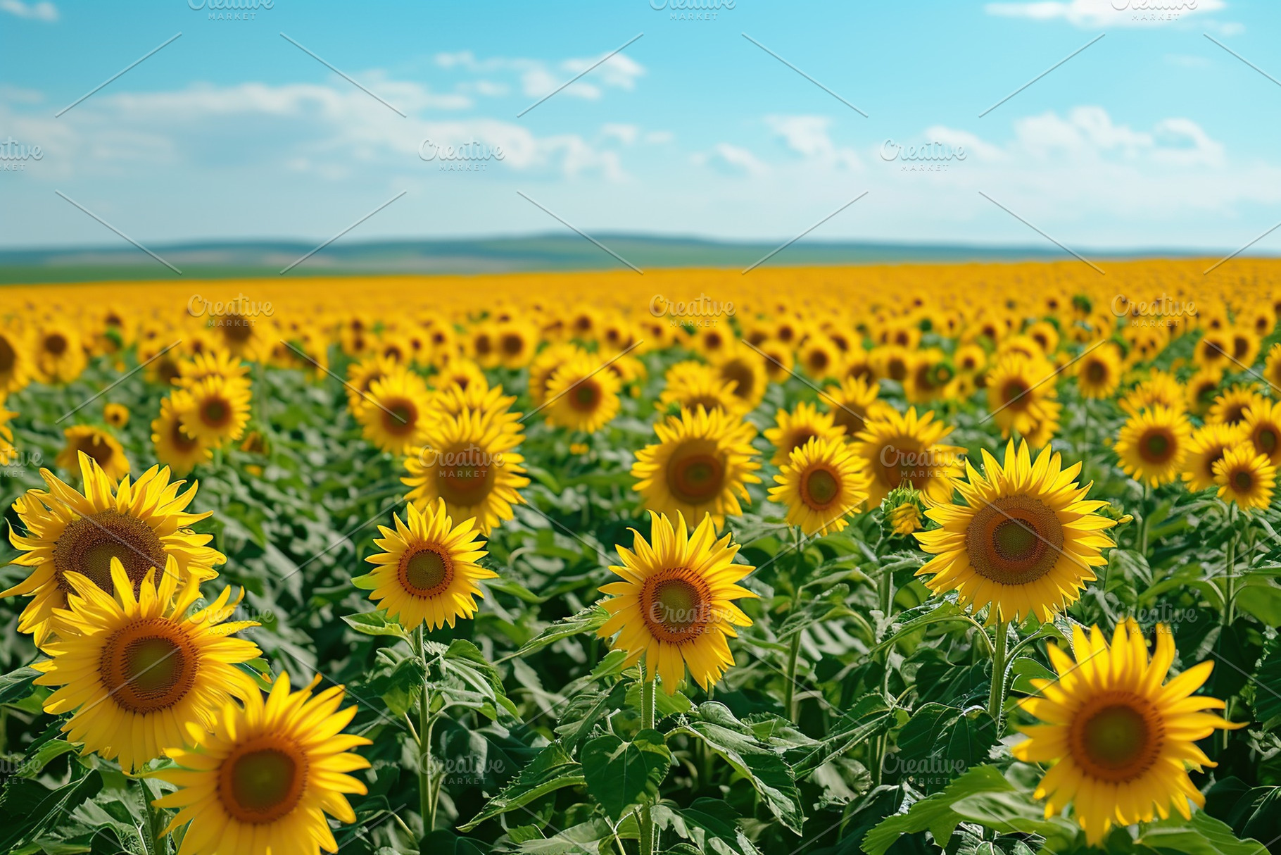 Beautiful view of a field of sunflowers, a Nature Photo by AlyaAnd