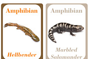 Amphibians Flash Cards For Kids, a Card Template by DigitalsDesigns (Thumbnail 5 of 6)