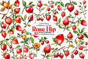 Watercolor Rose Hip Clipart, an Illustration by Watercolor design (Thumbnail 1 of 4)