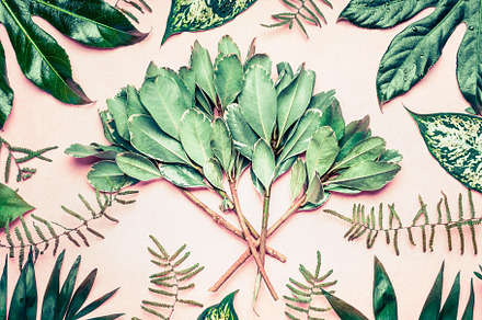 Layout of palm and fern leaves, an Arts & Entertainment Photo by VICUSCHKA
