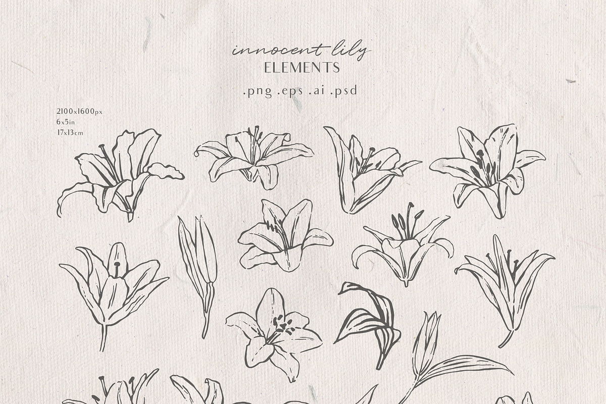 Innocent Lily - Floral Line Art, an Illustration by Julia M. Watercolor (Photo 11 of 11)