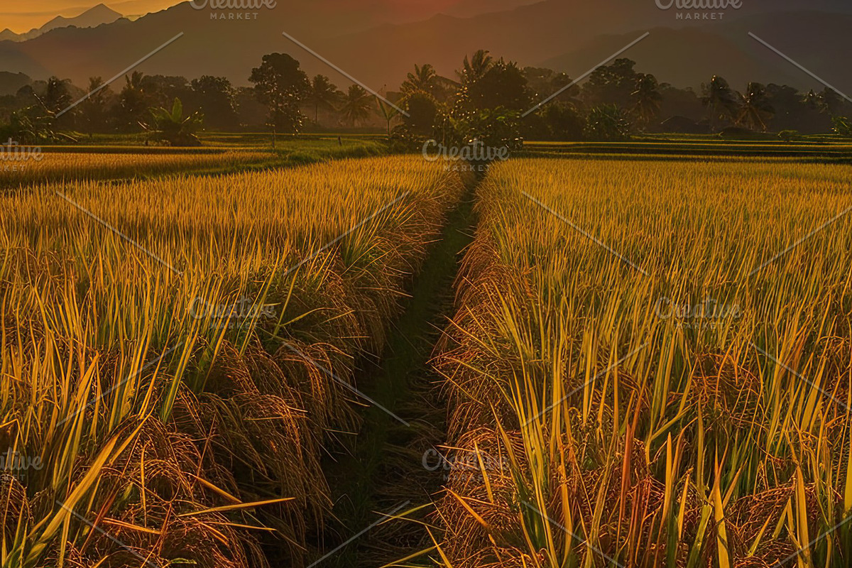 Golden Rice Field at Sunset, a Photo by LOGOCREATIVE (Photo 15 of 27)