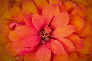 Orange flower close-up detail, a Nature Photo by DanFLCreativo