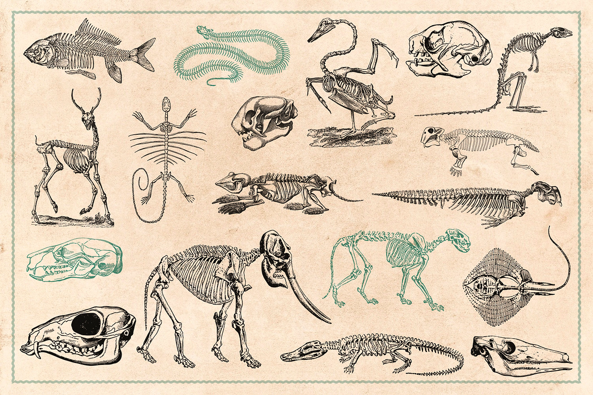 125 Vintage Animal Bones (Vector), an Animal Illustration by Brigantine Designs (Photo 6 of 9)