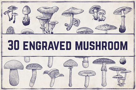 Engraved vector mushroom collection