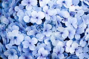 Beautiful Blooming Flowers