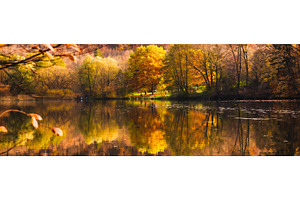 Thalersee lake at autumn. Forest, a Nature Photo by MadPhotos
