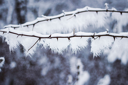 Branch with snow 2
