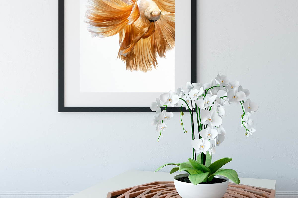 100 Photos of The Siamese Betta fish, an Animal Photo by coffeelover (Photo 8 of 12)