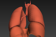 Lungs animated, a Characters & Person 3D Model by konstantin.ermolaev (Thumbnail 10 of 13)