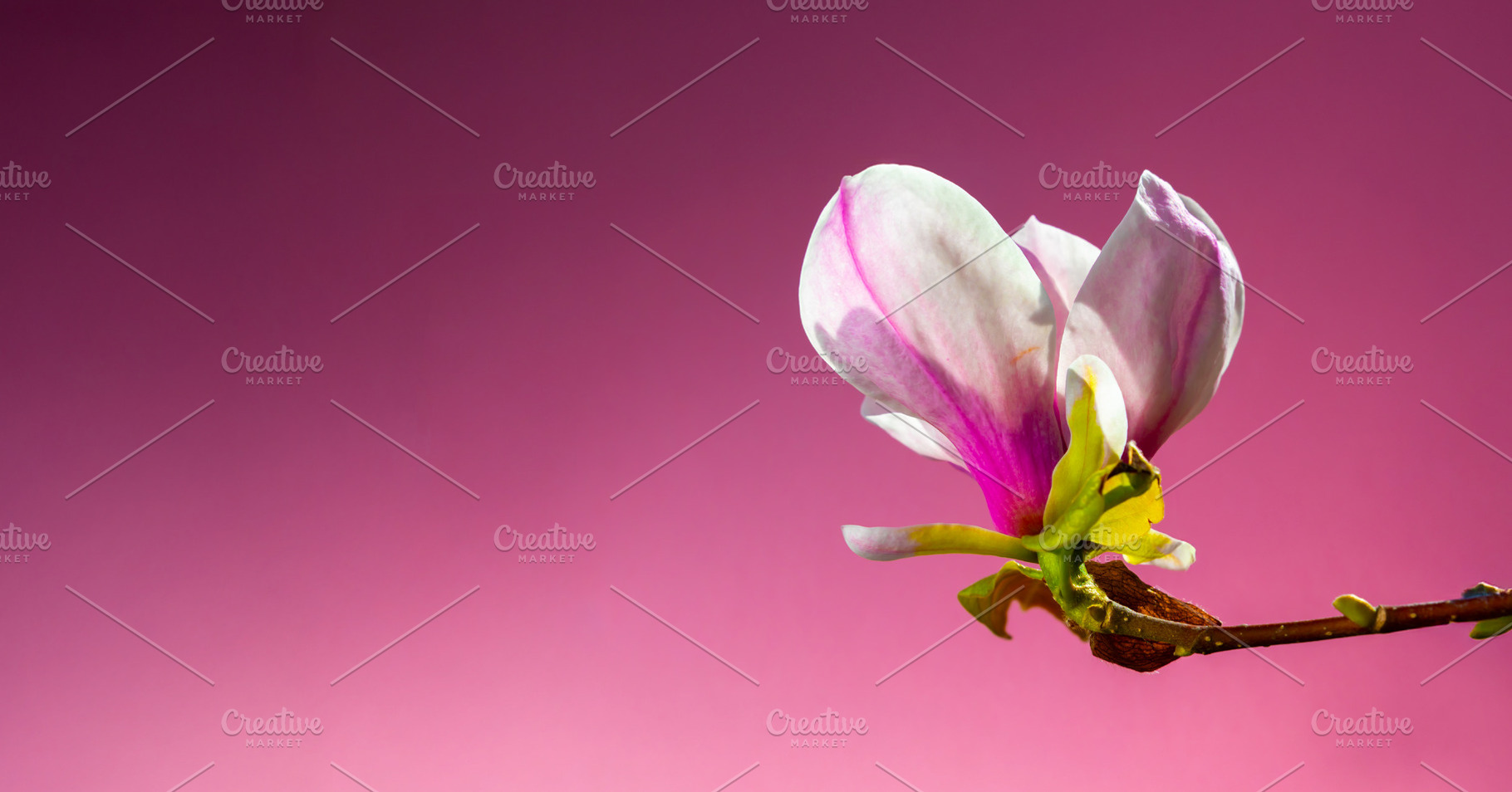 Close-up of a magnolia flower blooming on a branch, isolated aga, a Nature Photo by Ales Munt