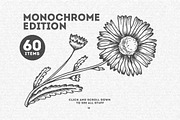 Wild & Medical Herbs, a Food Illustration by Chelovector (Thumbnail 3 of 5)