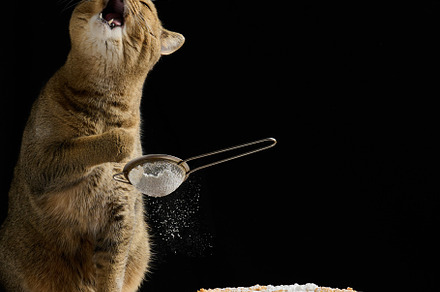 adult scottish straight cat holds a sieve with powdered sugar an, an Animal Photo by ndanko
