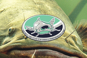 Wels Catfish reserve