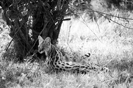 Serval Mom