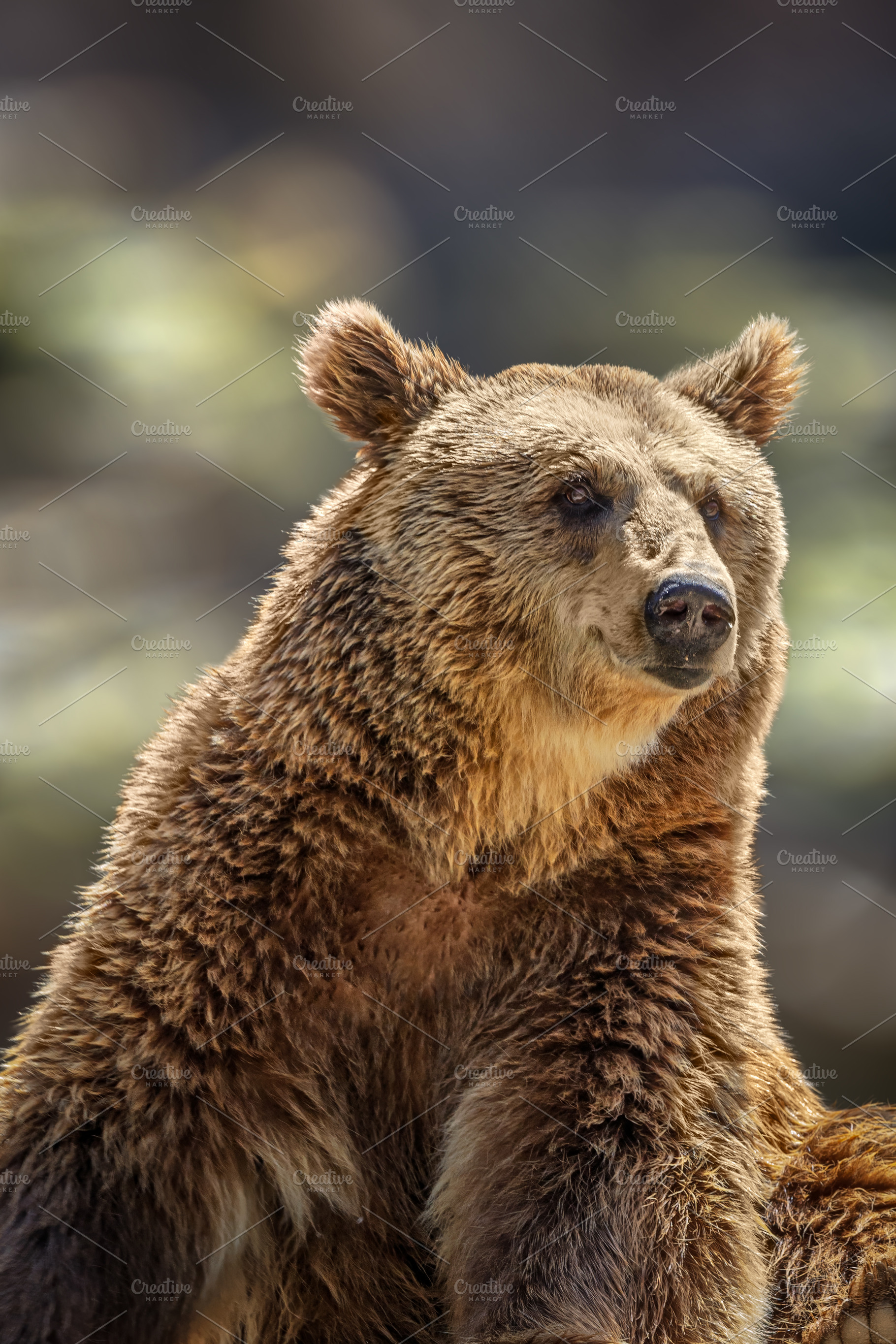 Close-up portrait of a brown bear wi, an Animal Photo by Perpis