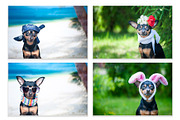 15 Dog Styled Photos, an Animal Photo by WildStrawberry Magic (Thumbnail 4 of 11)