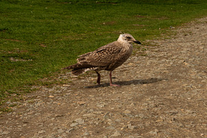 Seagull standing on gravel path outd, an Animal Photo by Elena Vagengeim