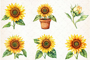 Watercolor Sunflowers Clipart, an Illustration by Libby Wishes (Thumbnail 7 of 7)