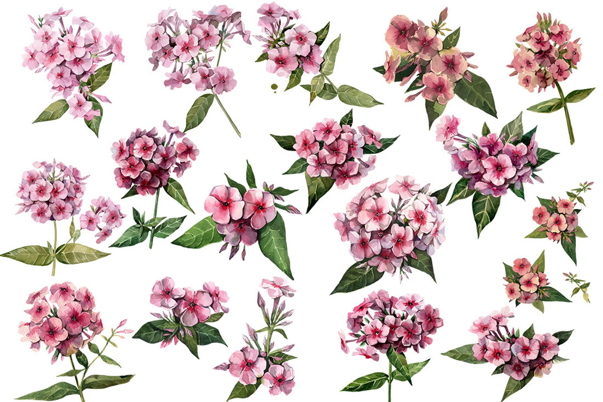 Watercolor flowers set (Phlox), a Texture Illustration by My art shop (Photo 2 of 2)