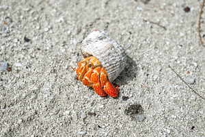 Hermit crab on a white sand beach in Maupiti, French Polynesia, an Animal Photo by GoodGoods