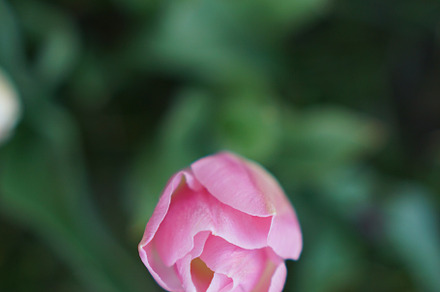 Springtime Blossom
