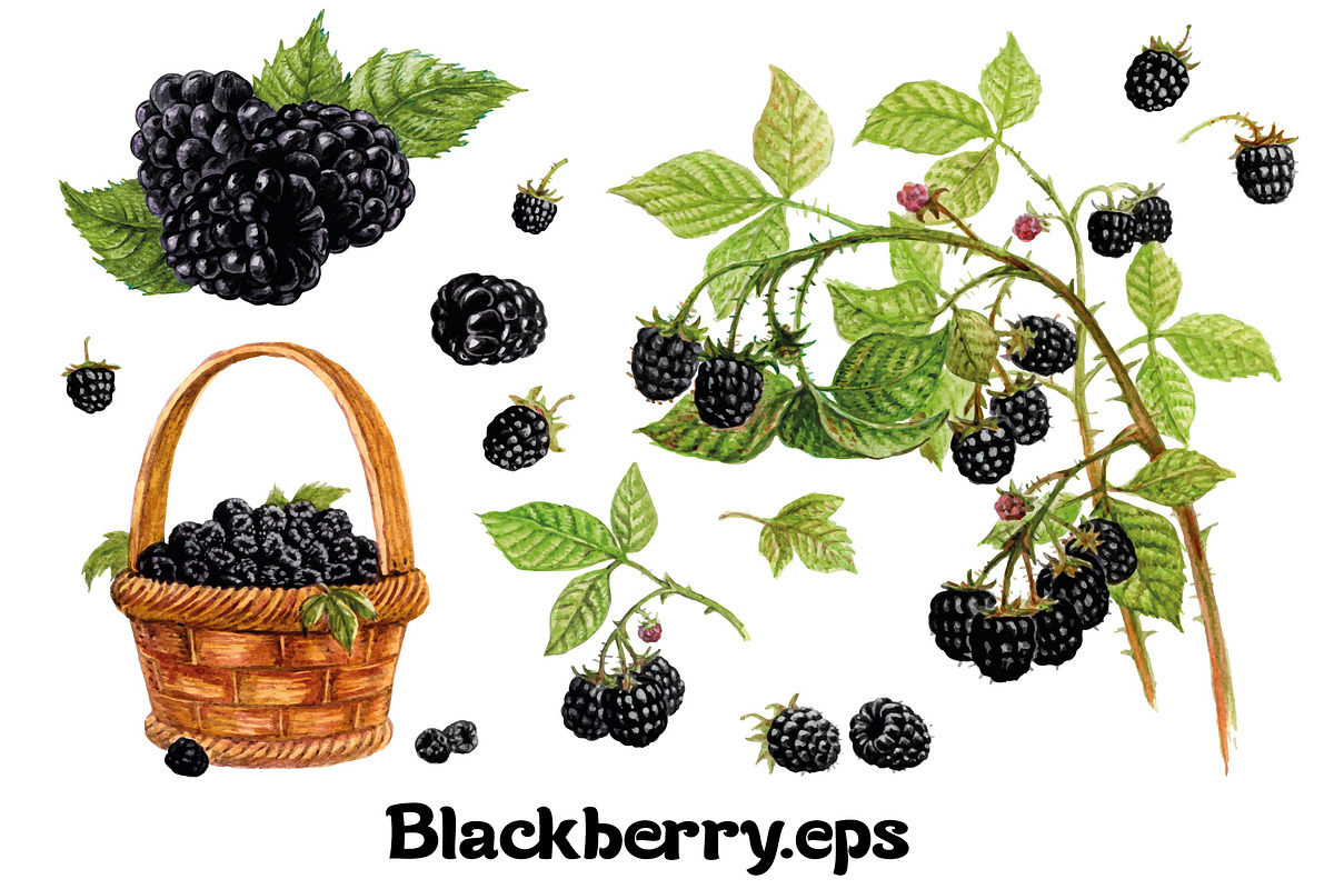 Fruits and berries collection_part 1, an Illustration by ZotovShop (Photo 3 of 20)