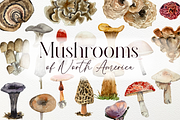 America Mushroom Watercolor Set, an Education Illustration by Tati Bordiu (Thumbnail 1 of 6)