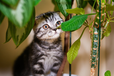 Cat little kitten in green garden