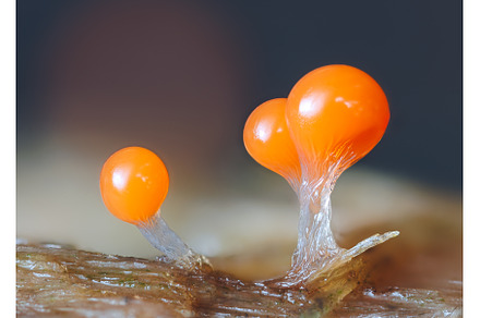 Orange slime mold - Trichia