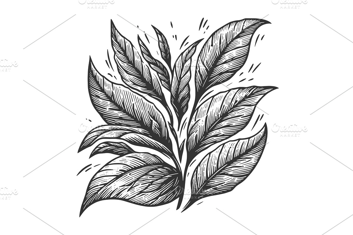 tea branch engraving line art vector, a Food Illustration by AlexArt