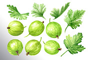 Amber Gooseberry. Watercolor set, a Food Illustration by Daria Ustiugova (Thumbnail 22 of 23)