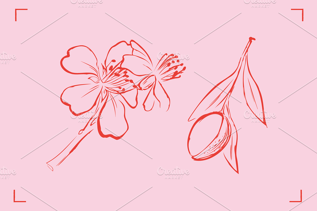 ALMOND LINE ART SET (14+ elements), a Food Illustration by Bonfloret Studio (Photo 8 of 8)