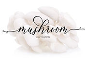 Famouline Script, a Script Font by Jhoel Design (Thumbnail 9 of 10)