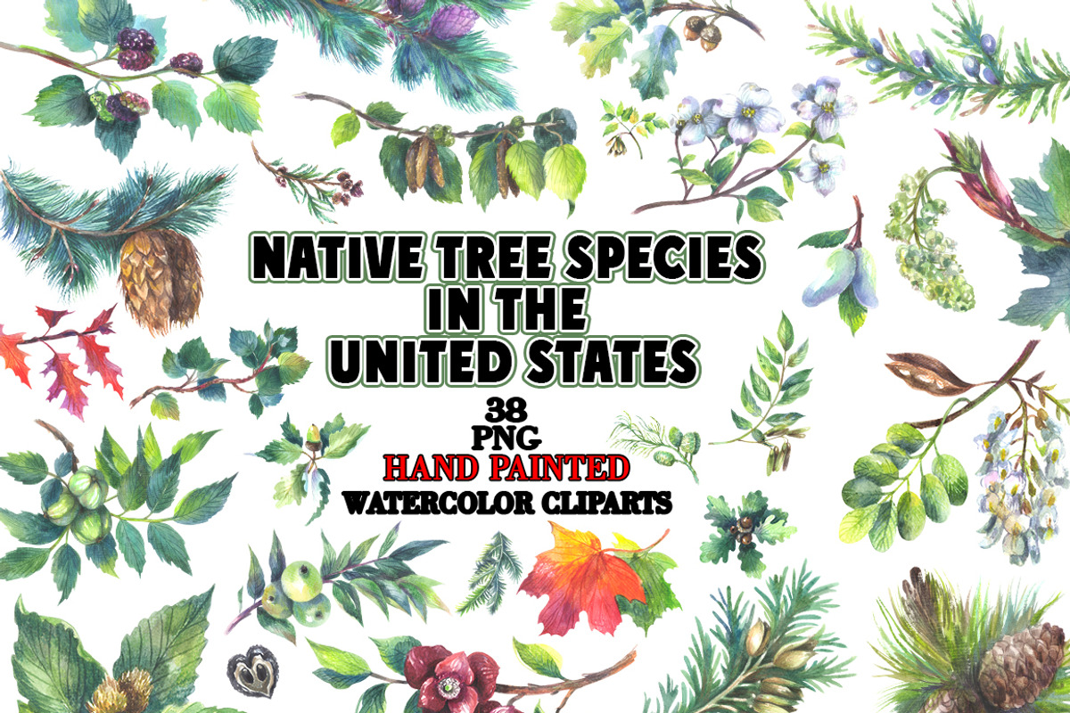 Native tree species in the USA, a Seasonal Illustration by FITALARTSNEDIGI (Photo 1 of 7)