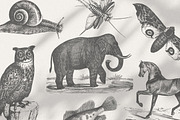 Vintage Animals Bundle 300+, an Animal Illustration by Retro Machine (Thumbnail 2 of 21)