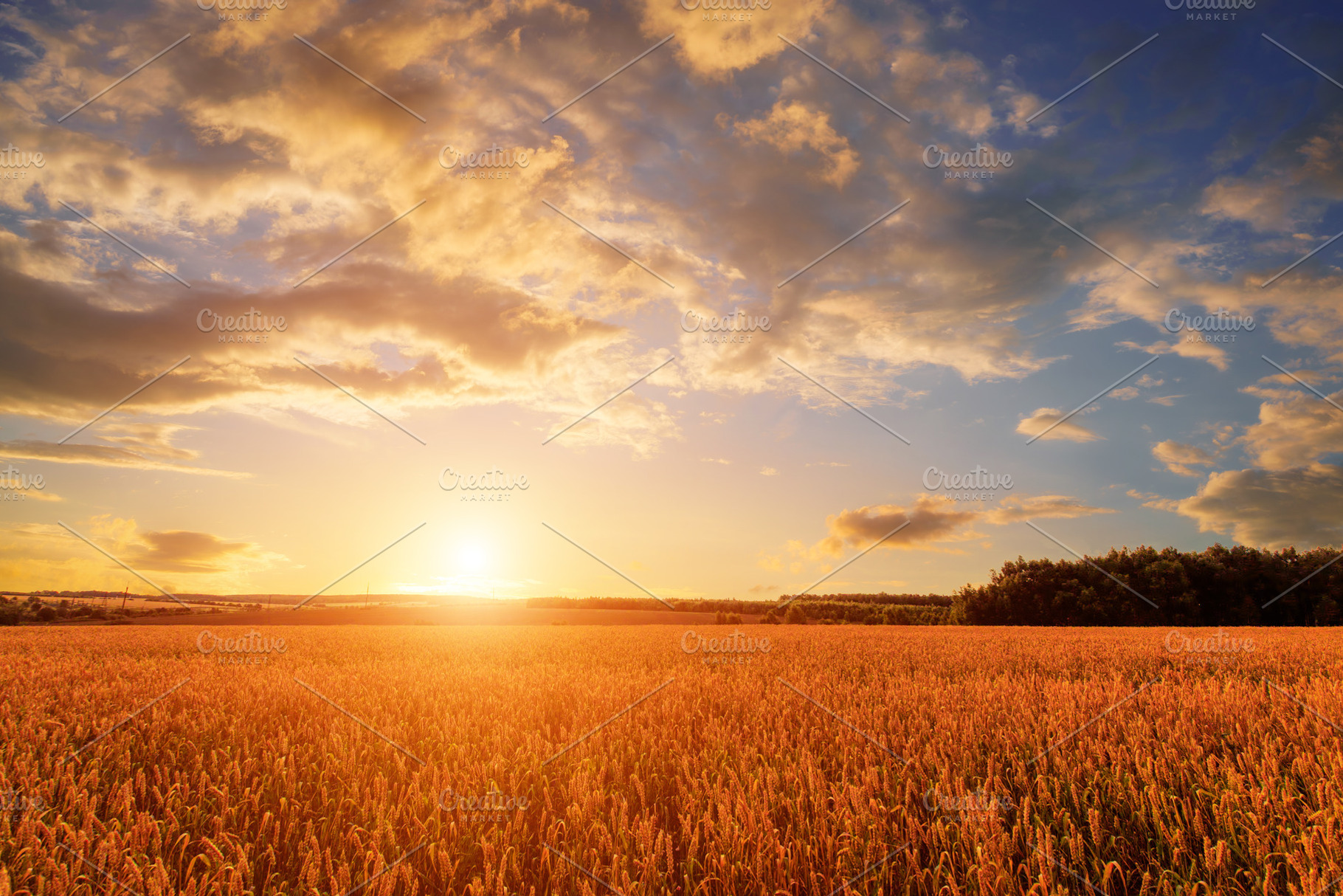 Golden wheat field under sunset sky creates a serene agricultura, a Nature Photo by Eugene_Photo