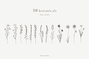 Botanical Line Art Illustrations V1, a Texture Illustration by Kaya Fonts (Thumbnail 3 of 9)