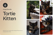 6 Image Bundle: Tortie Kitten, an Animal Photo by Happiestscone Photography (Thumbnail 1 of 2)