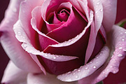 Velvet Rose Collection, a Photo by ETARA by Mea Hau (Thumbnail 3 of 5)