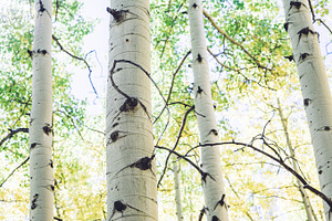 Aspen Trees
