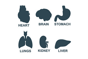 Set of human internal organs, an Object Illustration by LogosDen