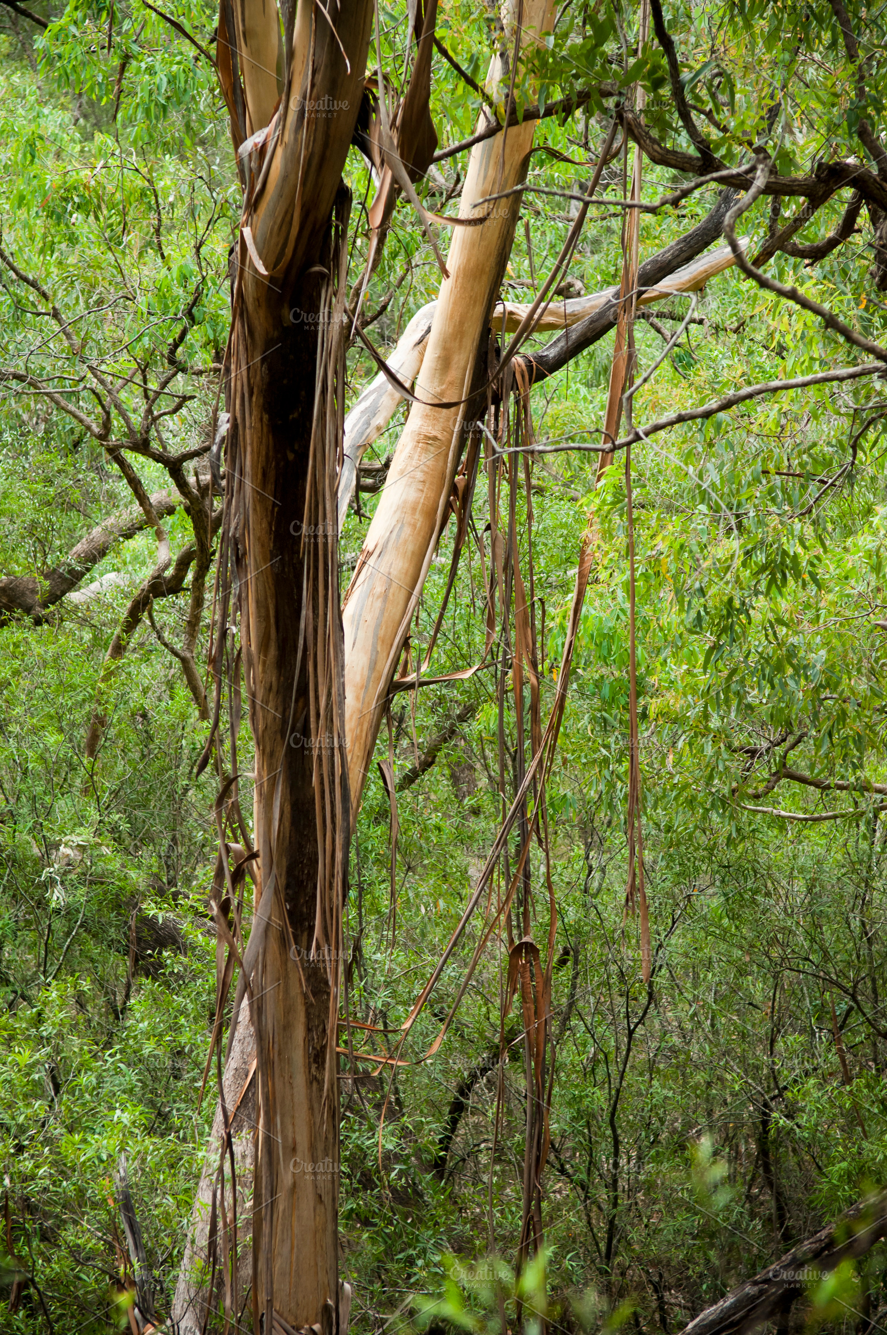 Forest Canopy, a Nature Photo by THP Creative