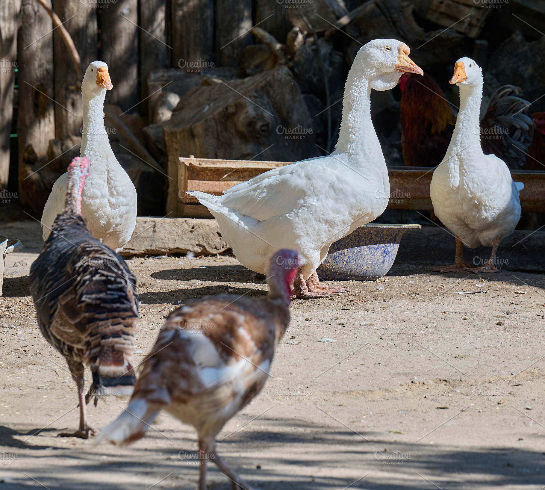 A group of white geese and turkeys standing on a farm, an Animal Photo by ndanko