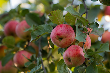 Apples Featuring Apple Garden And Fruit preview 6