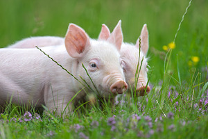 Pink piglets stands curiously amidst a field of lush green grass, an Animal Photo by Byrdyak