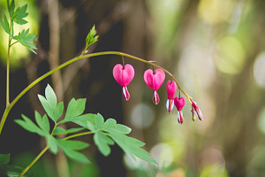 Bleeding hearts 2 stock picture