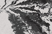 Twisted by Nature Vol 3, a Texture Graphic by Jennifer Lauren Creative (Thumbnail 16 of 16)