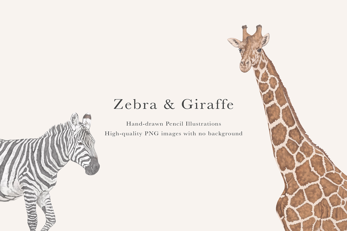 Zebra & Giraffe Illustrations - PNGs, an Animal Illustration by LaurenFittonIllustration (Photo 1 of 9)